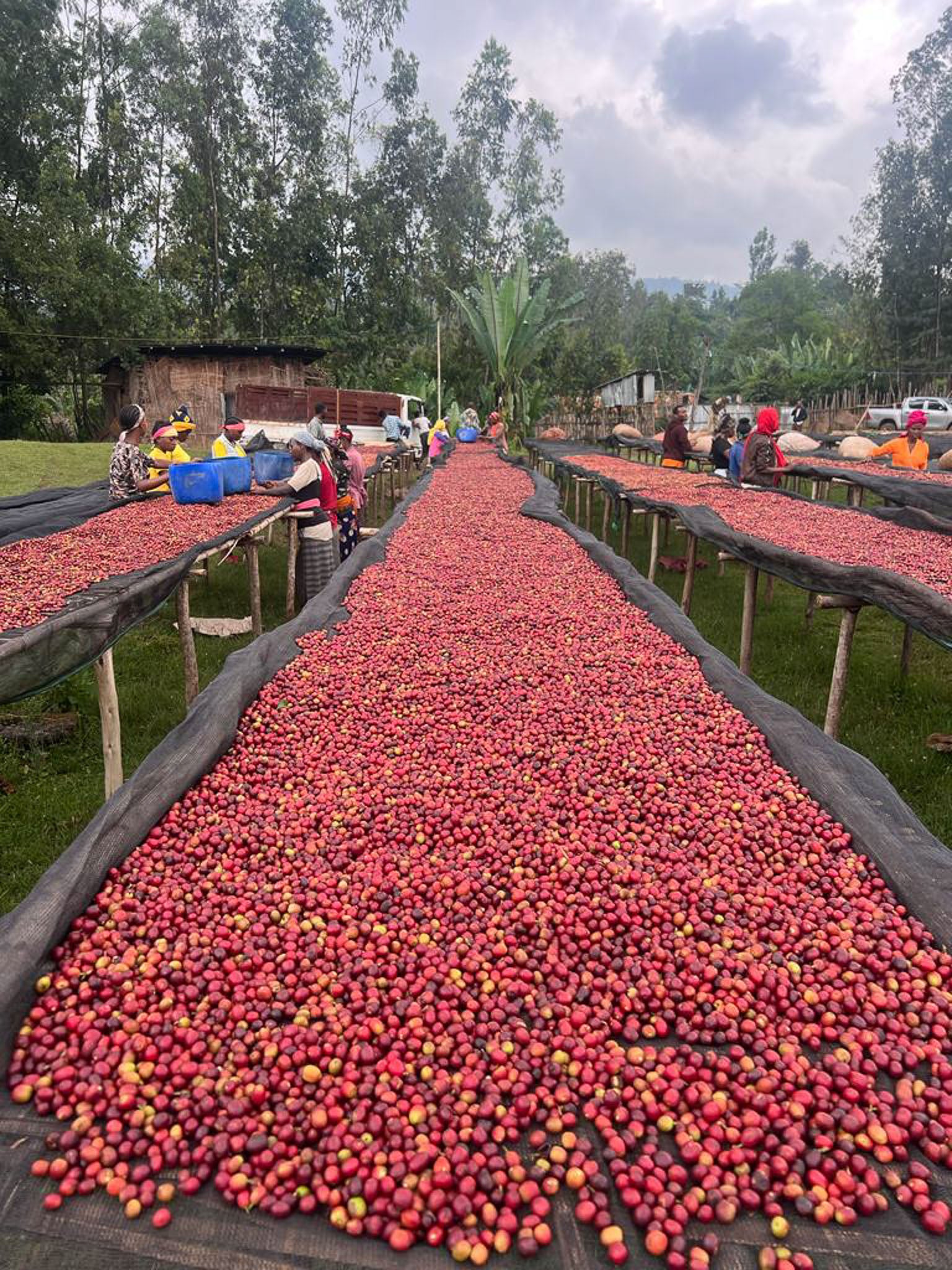 Ethiopia - Guji Megadu