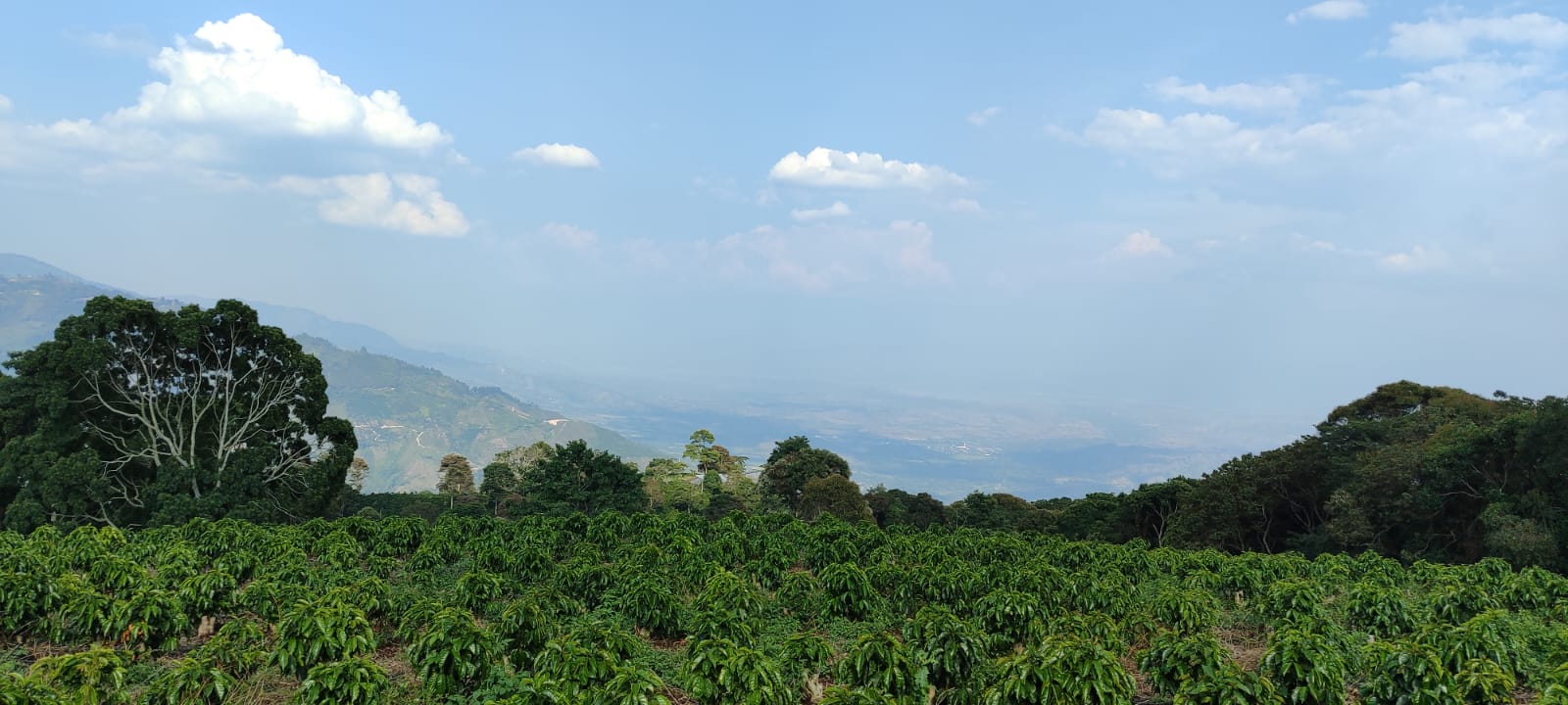 Colombia - Ferney Macias - Biochar Coffee