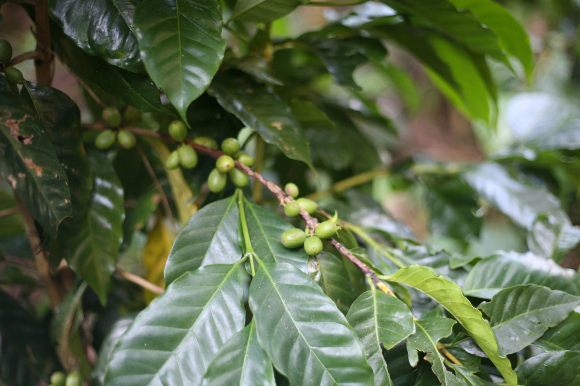 Guatemala - El Diamante