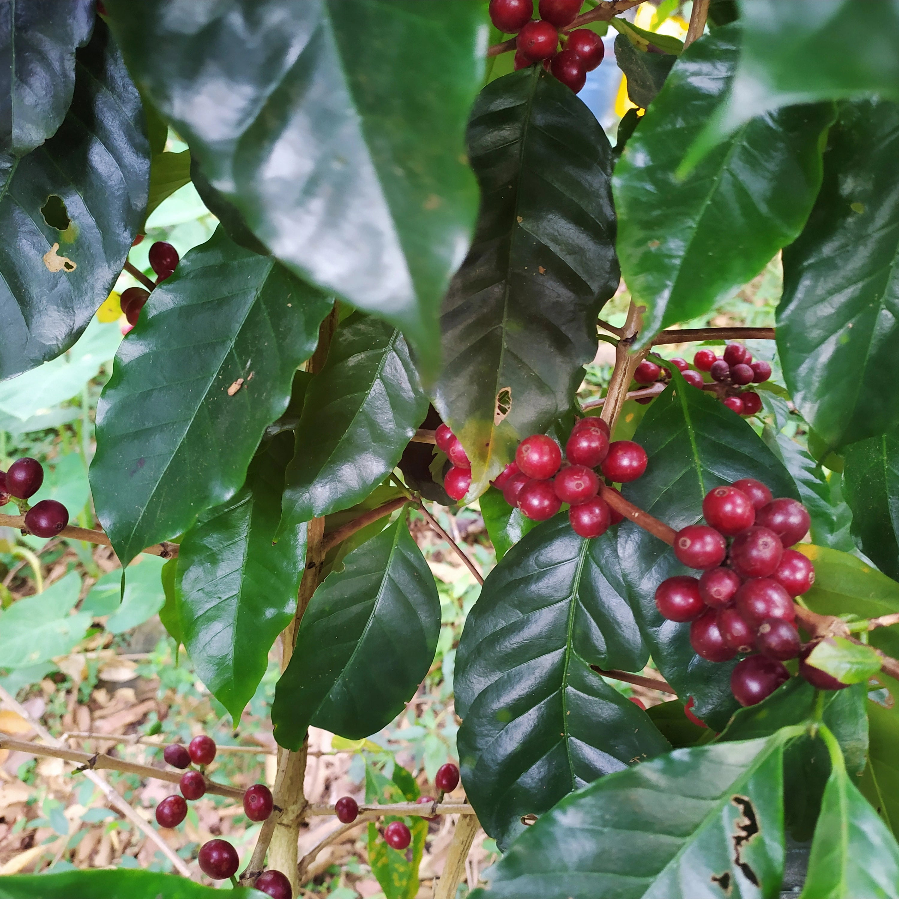 Colombia - DECAF Somalia Guerra Fonseca