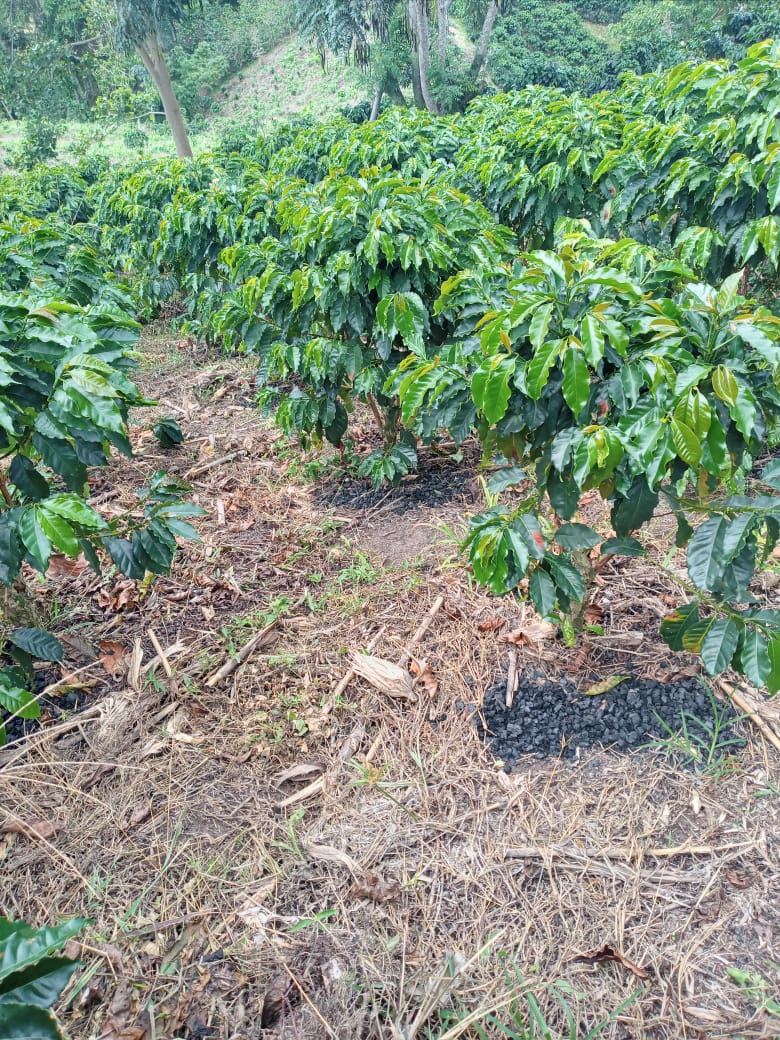 Colombia - Javier Gasca - Biochar