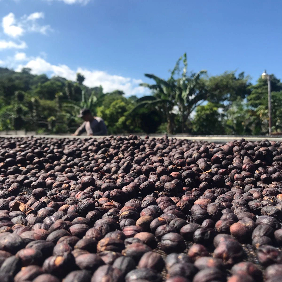 Colombia - DECAF Somalia Guerra Fonseca