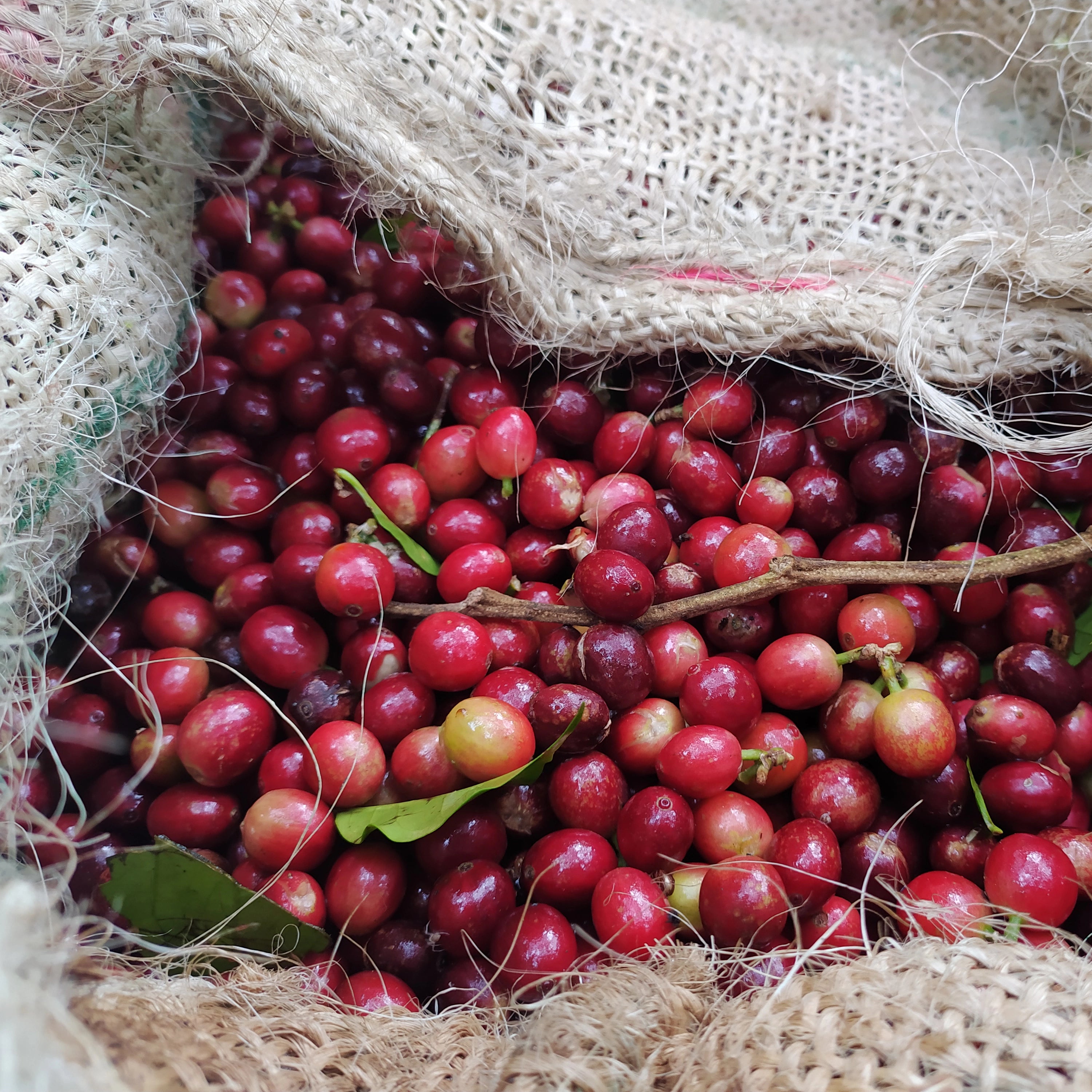 Colombia - DECAF Somalia Guerra Fonseca