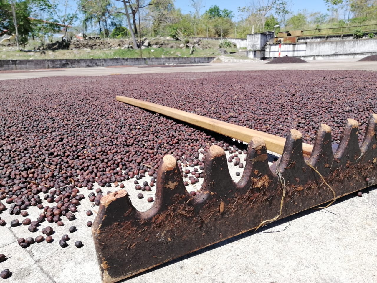 Panama Geisha Static Cherry