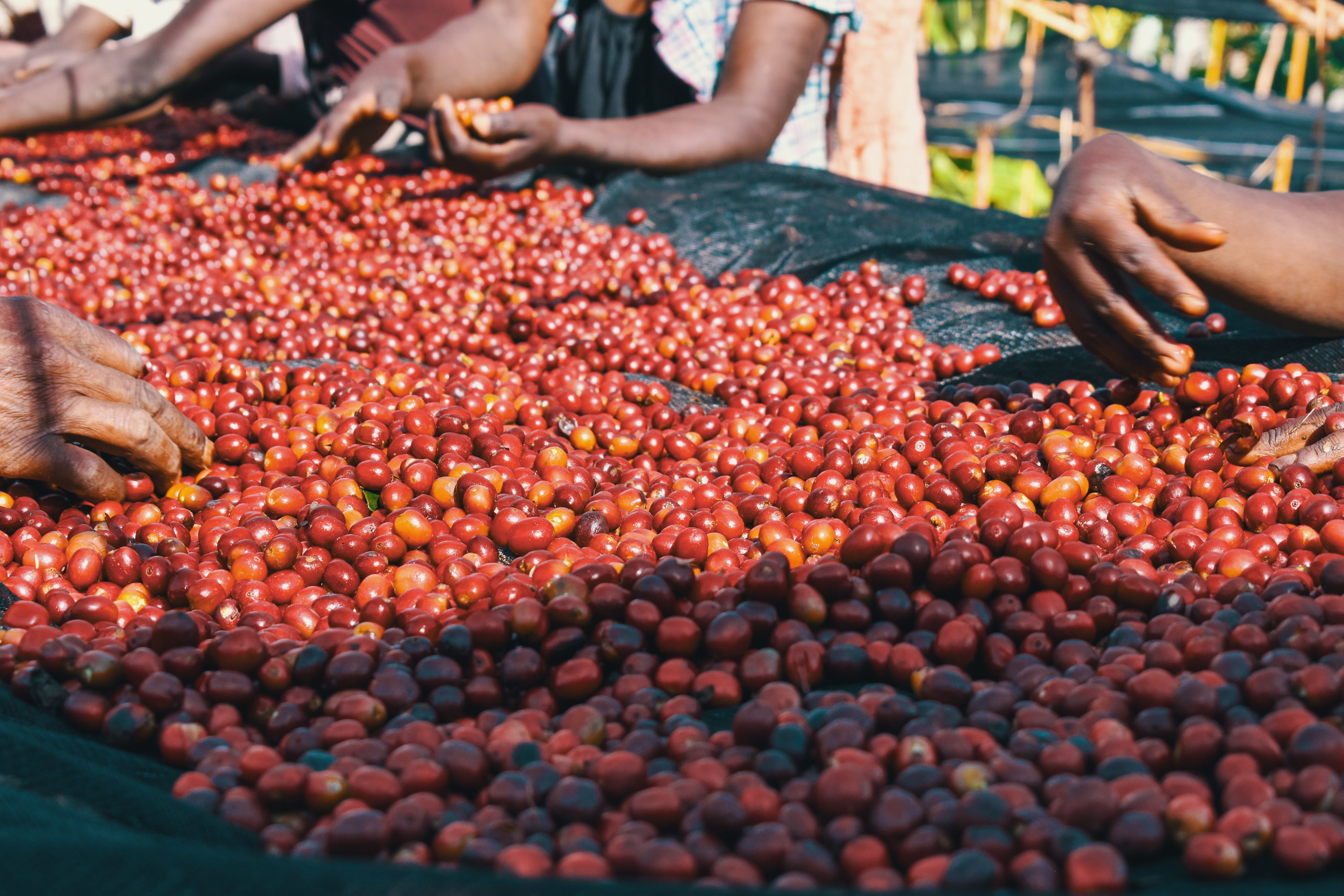 Ethiopia - Daniso Horsa